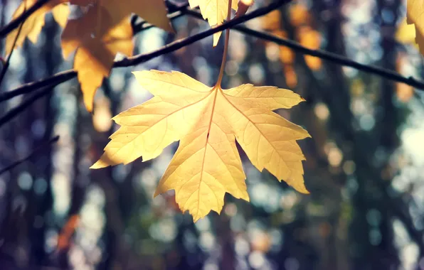 Осень, макро, ветки, природа, лист, кленовый
