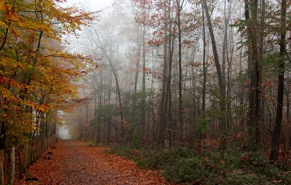 Картинка деревья, туман, листва, Осень, заборчик