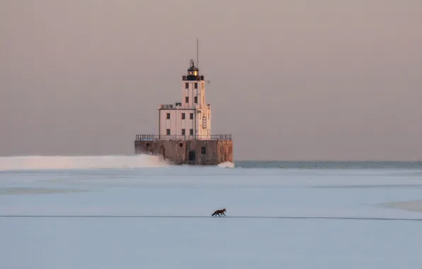 Fox, sea, frozen, lighthouse