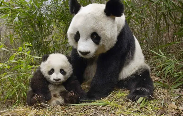 Китай, бамбук, медведь, панда, медвежонок, медведица