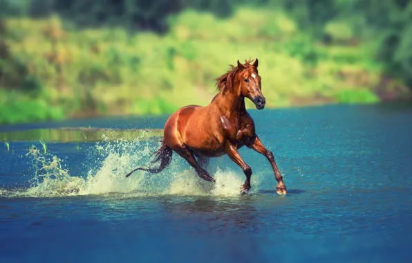 Картинка лето, вода, солнце, брызги, природа, река, конь, лошадь