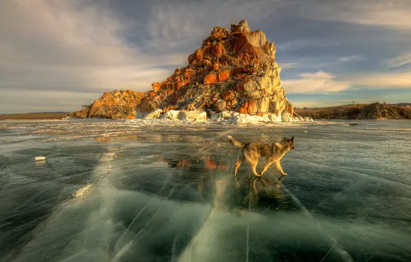 Картинка солнце, озеро, лёд, собака, весна, Байкал