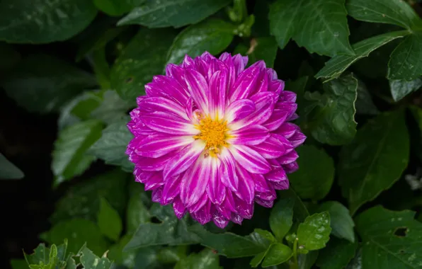 Макро, Macro, Розовый цветок, Pink flower