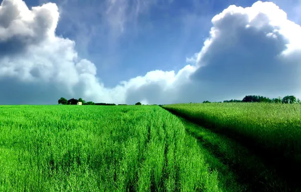 Картинка поле, облака, зеленый, панорама