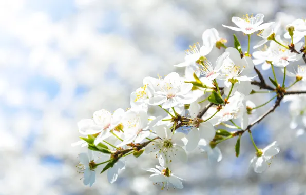 Цвет, Цветок, Растение, Растения, Flower, Flowers, Color, Flora