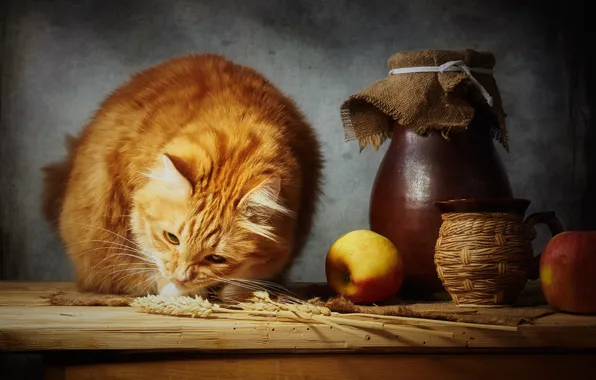 Пшеница, кошка, кот, взгляд, морда, свет, поза, темный фон