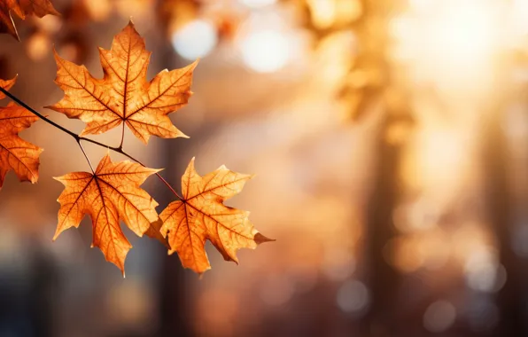 Осень, листья, парк, фон, forest, клен, park, background