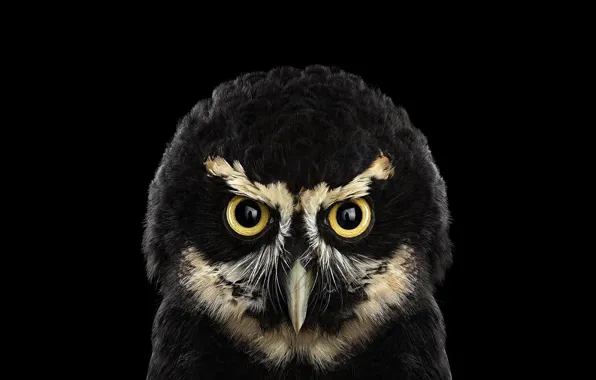 Картинка bird, black background, owl