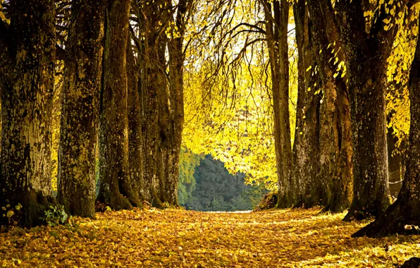 Картинка осень, листья, парк, желтые, аллея, опавшие
