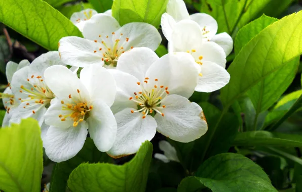 Картинка Весна, Spring, Цветение, Flowering