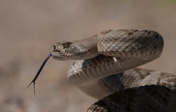 Змея, ядовитая, Техасский гремучник, Western Diamondback