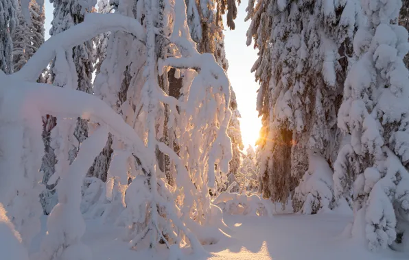 Зима, лес, солнце, лучи, свет, снег, деревья, природа