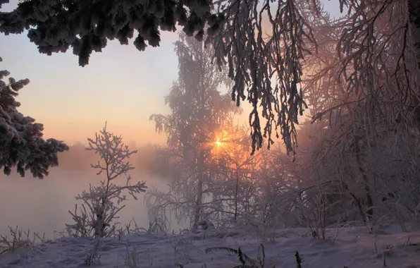 Картинка зима, лес, солнце, лучи, снег, утро