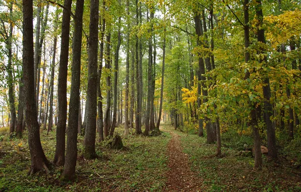 Картинка осень, лес, листья, деревья, тропинка