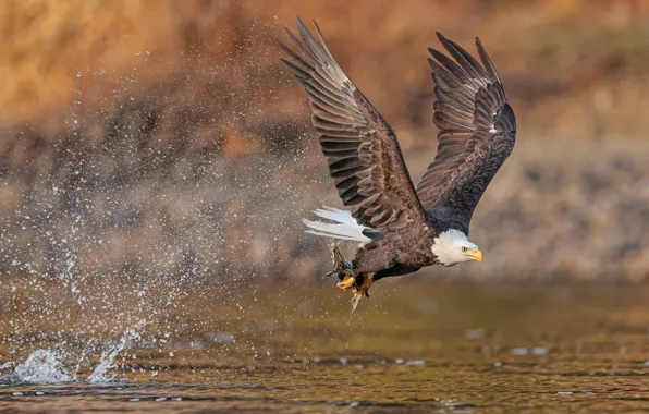 Птица, рыба, летит, водоем, хищная, добыча, белоголовый орлан, над водой