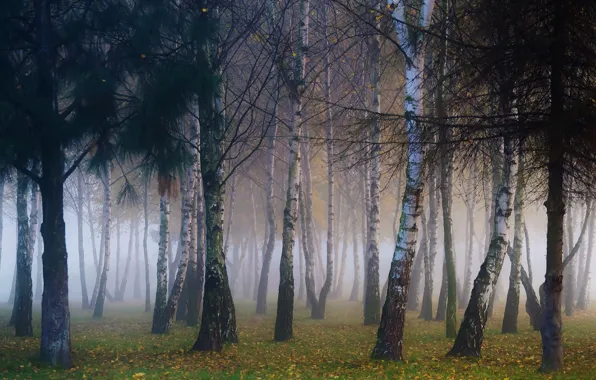Осень, лес, деревья, ветки, туман, парк, стволы, листва