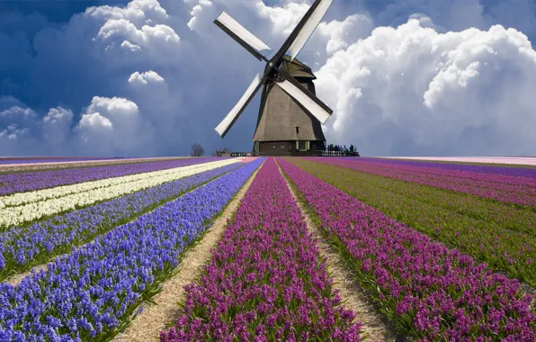 Картинка поле, облака, мельница, тюльпаны, Нидерланды