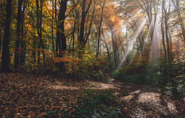 Картинка осень, лес, листья, деревья, парк, forest, nature, park