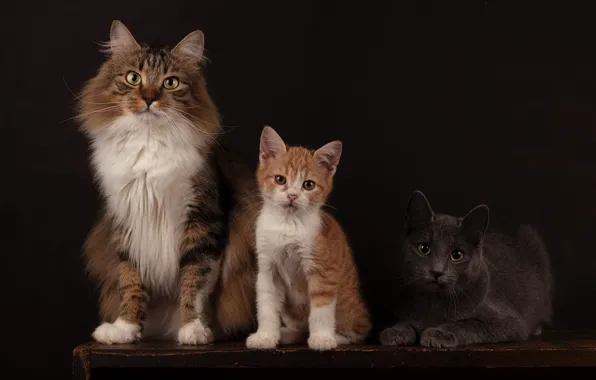 Кошка, кот, взгляд, кошки, поза, темный фон, котенок, стол