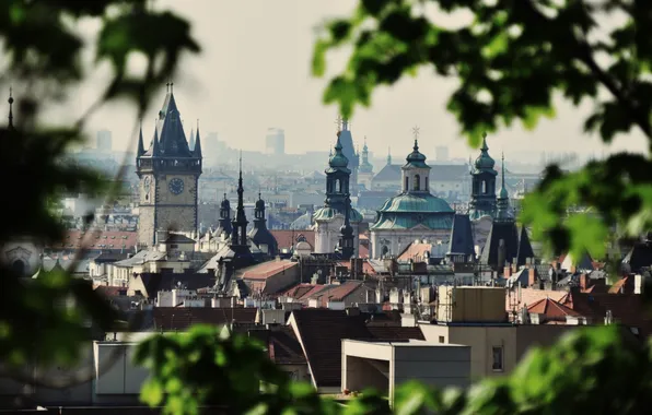 City, trees, cityscape
