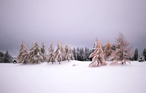 Зима, снег, природа