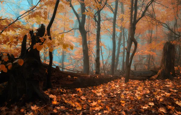 Картинка осень, лес, туман, forest, листопад, Autumn