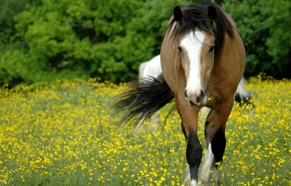 Поле, трава, морда, цветы, конь, поляна, лошадь, пастбище