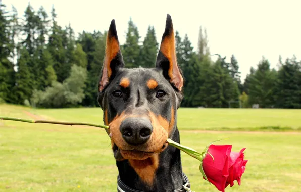 Картинка романтика, Роза, Доберман, Красная, Doberman With a Rose is listed