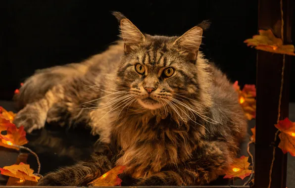 Осень, кошка, кот, взгляд, поза, серый, рама, черный фон