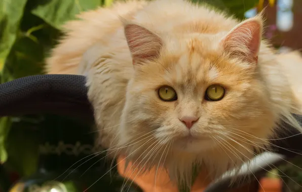 Кот, взгляд, портрет, рыжий кот