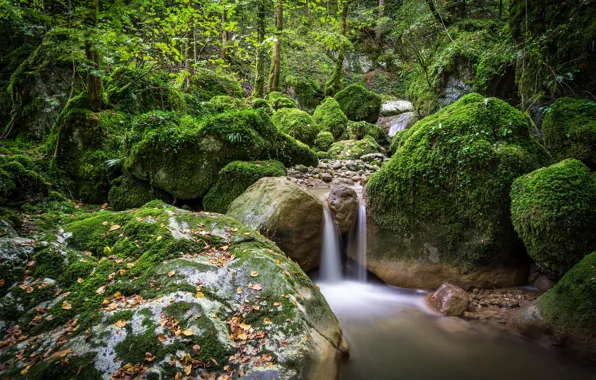 Картинка зелень, лес, вода, камни, мох