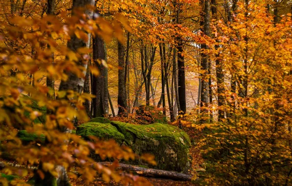 Осень, лес, деревья, камень