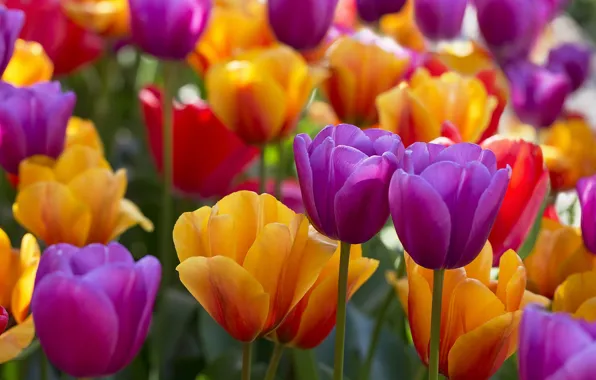 Тюльпаны, бутоны, разноцветные