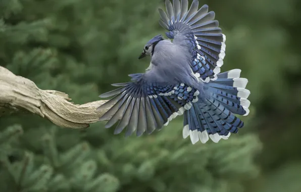 Картинка птица, крылья, перья, хвост, коряга, Голубая сойка