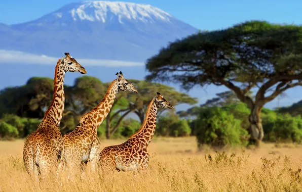 Жирафы, африка, кения