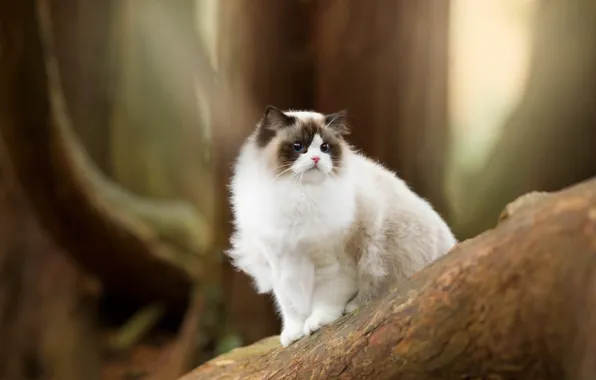 Лес, кошка, кот, взгляд, деревья, природа, мордашка, боке