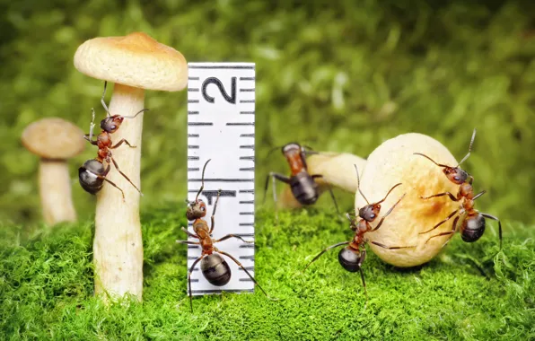 Макро, насекомые, грибы, мох, ситуация, муравьи, линейка, обои от lolita777