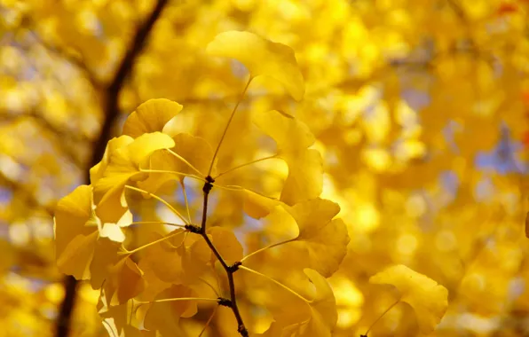 Осень, листья, дерево, ветка, желтые