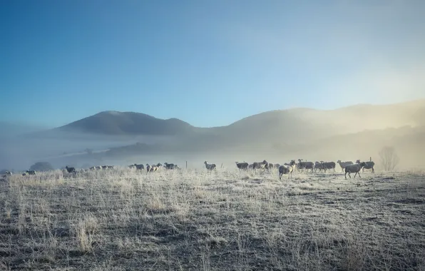 Картинка природа, туман, овцы, утро