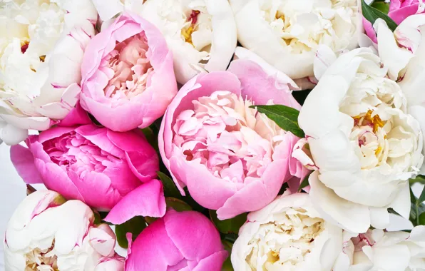 Цветы, розовые, white, pink, flowers, пионы, peonies