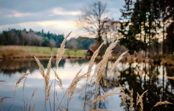 Grass, pool, trees, field, reflection, sunlight, countryside, farm