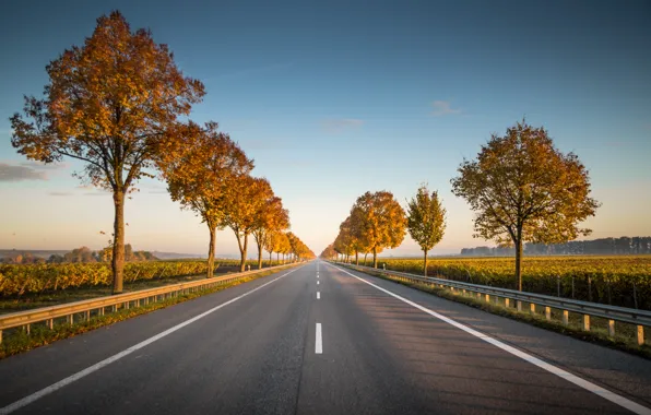 Картинка road, trees, asphalt, highway