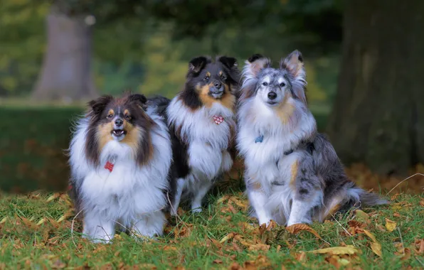 Картинка осень, собаки, трио, троица, шелти, шетлендская овчарка