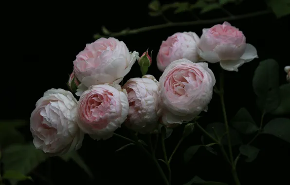 Цветы, розы, лепестки, черный фон, бутоны, flowers, petals, roses