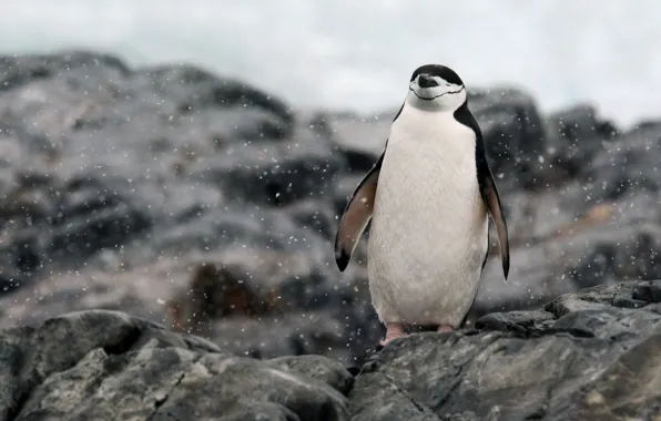 Картинка rocks, Antarctica, relaxing, penguin