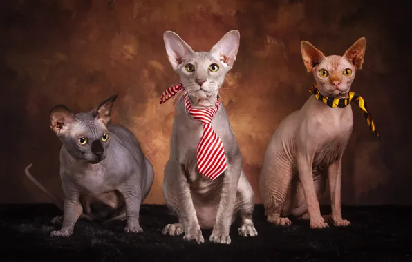 Кошка, кот, взгляд, кошки, поза, темный фон, коты, галстук