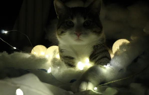 Кошка, кот, праздник, Рождество, Новый год, гирлянда