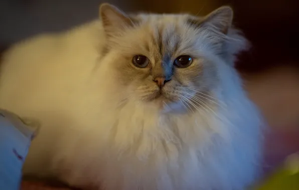 Кошка, кот, взгляд, поза, мордашка, пушистая, рэгдолл