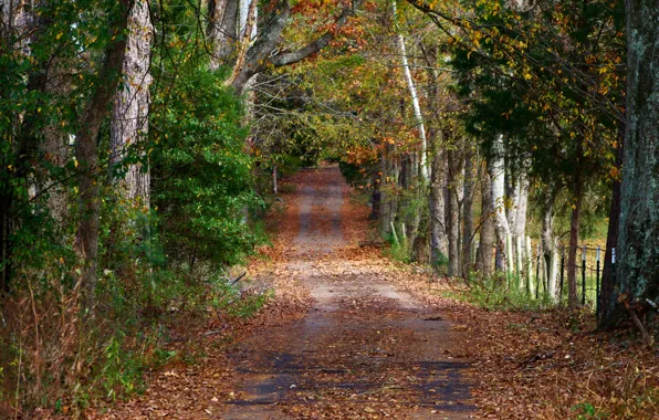 Дорога, лес, деревья, листва, спокойствие