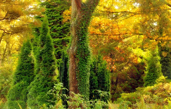 Картинка осень, лес, листья, деревья, заросли, цвет, плющ